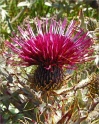 sm 488 Swamp Thistle